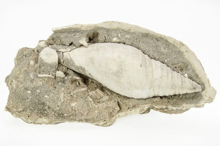 Pliocene Aged, Fossil Gastropod (Pleioptygma) - Florida #217932